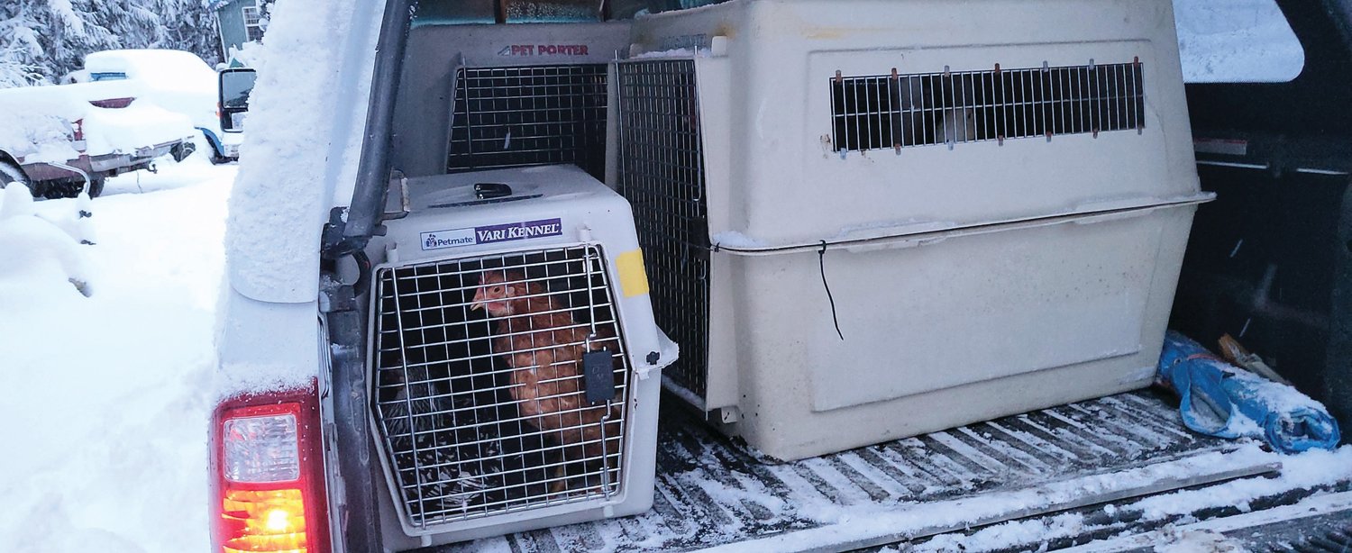 Poultry saved from a hoarding situation await transport to Center Valley.